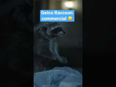 Geico Raccoon Commercial