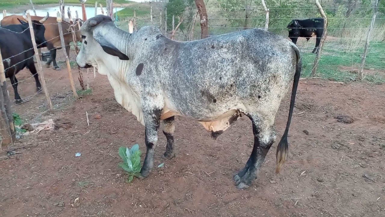 bezerro cruzamento de touro gyr com vaca mestiça. - YouTube