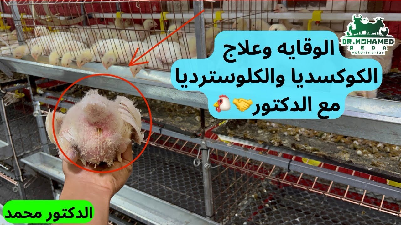 الكوكسديا والكلوسترديا عند الفراخ البيضاء وطرق الوقاية والعلاج مع الدكتور هتفهم التربيه 🤝