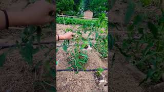 Pruning an Amish Paste Tomato plant