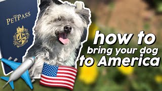 HOW TO BRING YOUR DOG TO AMERICA? TRAVEL DOCUMENTS NEEDED screenshot 5