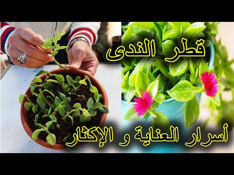 فيديو: نباتات زهور بطانية بوعاء: كيفية زراعة زهور بطانية في حاويات