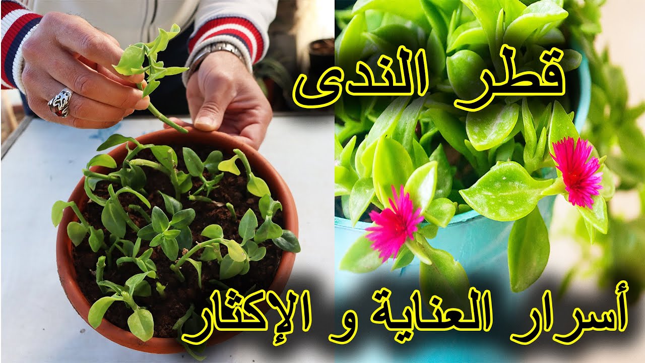 أسرار العناية و الإكثار من نبتة قطر الندى | حي علم