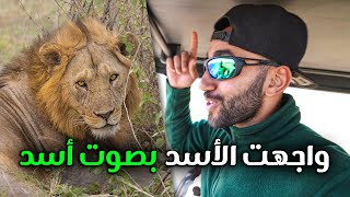 Safari |  شغلت زئير أسد أمام أسد حقيقي لرؤية رد فعله