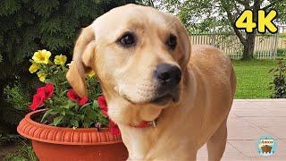 Labrador dog, one year old 4K by Amos 169,013 views 4 years ago 4 minutes, 48 seconds