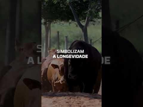 Leilão Touros Topázio GRAMA: SENEPOL