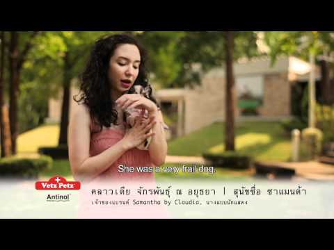 thailand-celebrities-speak-about-vetz-petz---antinol