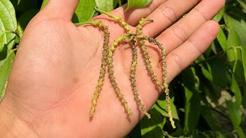 Những nguyên nhân làm rụng chuỗi tiêu.