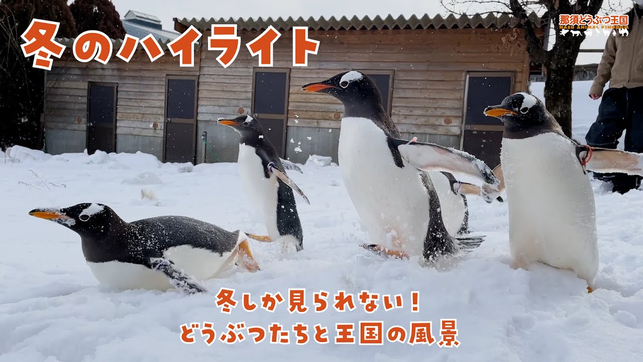 冬のハイライト / Nasu Animal Kingdom in Winter