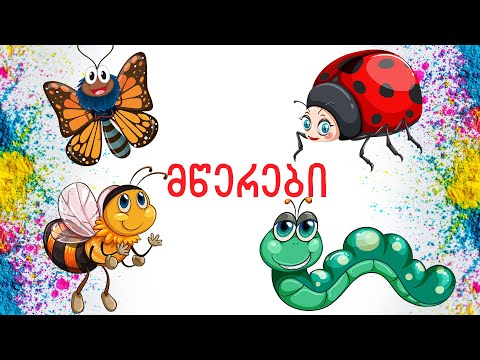 ვისწავლოთ მწერები. მულტფილმი პატარებისთვის