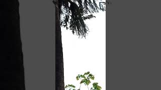 Goan wild Palm trees  | Goa Forest Palm trees  Goa village life #Shorts #Goashorts #trending