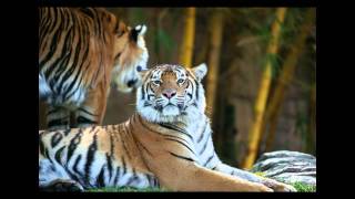 Nature & Wildlife Photos - Tanya Rossi