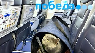 Полёт с КОШКОЙ на Победе в Москву