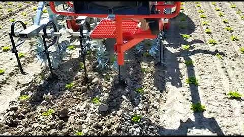 SARCHIATRICE ROTOVERT INTERROW WEEDING MACHINE BINEUSE HACKMACHINE LATTUGA SALAD LECHUGA SALAD