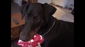 Thánh Lồng Tiếng  Tập 286   LU ĐÁ GÀ   Fb com lytukhangvn