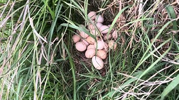 Found a stash of eggs #freerangechickens #aussiehomestead #farmlife 