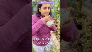 From Seed To Scent The Fennel Story In Our Little Uk Garden