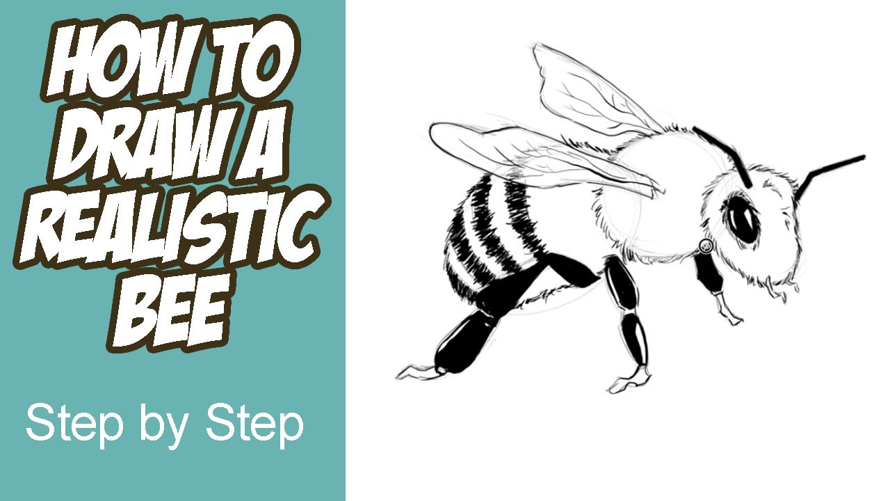 Bee Drawing - How To Draw A Bee Step By Step