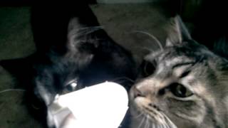 Cats inspect a broken finger screenshot 5