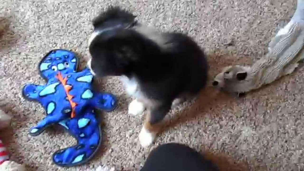 Good toys for mini and toy aussie puppies! YouTube