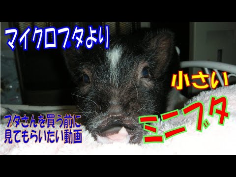 マイクロブタより小さいミニブタ ミニブタ マイクロブタ飼いたい人に見てもらいたい動画 大きくならない飼育 Youtube