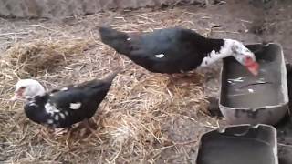 Зимняя яйцекладка мускусных уток.  Egg laying in winter