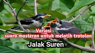 Variasi suara masteran untuk melatih trotolan jalak suren