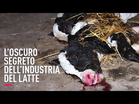 Scioccante indagine sulla crudeltà dell’industria del latte