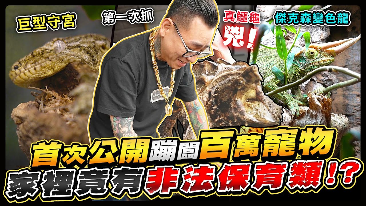 蹦闆的爬蟲王國全公開！不會變色的變色龍？睡覺被吵醒的巨型守宮！居然還有保育類真鱷龜