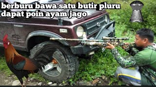 Berburu Ayam Hutan Di Pagi Hari Poin Ayam Jago Youtube Berburu Ayam Hutan Di Pagi Hari Poin Ayam Jago Youtube