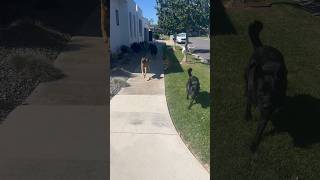 Fitness model is over protective of her lab who almost runs into a tree racing #dogtraining #dogs