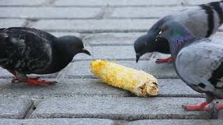 Kuşlar Birds Full Hd Telifsiz Video