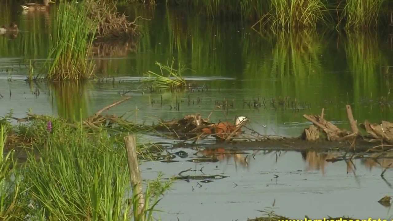 ROSTAND Ruddy Shelduck (Tadorna ferruginea) 