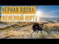 Черная вдова 🕷️ Железный порт ⛔️ Каракурт на пляже возле Золотой Нивы