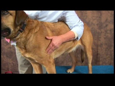 acupressure-for-arthritic-dogs-:-locating-dog-acupressure-points