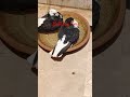 Kabootar🕊️ Naha Rahe Hain | Sheerazi Black &amp; White 🕊️#viral #shorts #pigeon