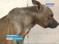 Бойцовская собака держала в страхе несколько улиц