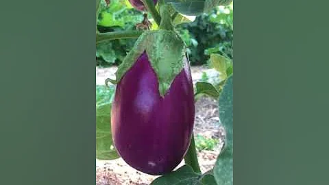 Garden Tour