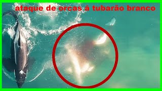 GRAVADO PELA 1ª VEZ ORCA ATACANDO TUBARÃO BRANCO ( SE ALIMENTANDO DE SEU FÍGADO)