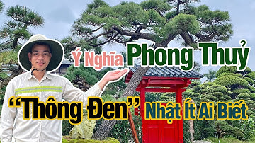 Ý Nghĩa Phong Thuỷ Cây Thông Đen Nhật Bản Ít Ai Biết | Thông Đen Bonsai 0868.284.789