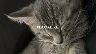 #doyalike • kazewiw [sped up] #spedup