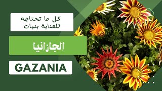 كل ما تحتاجه حول نبات الجازانيا وكيفية العناية بها  Gazania 💚