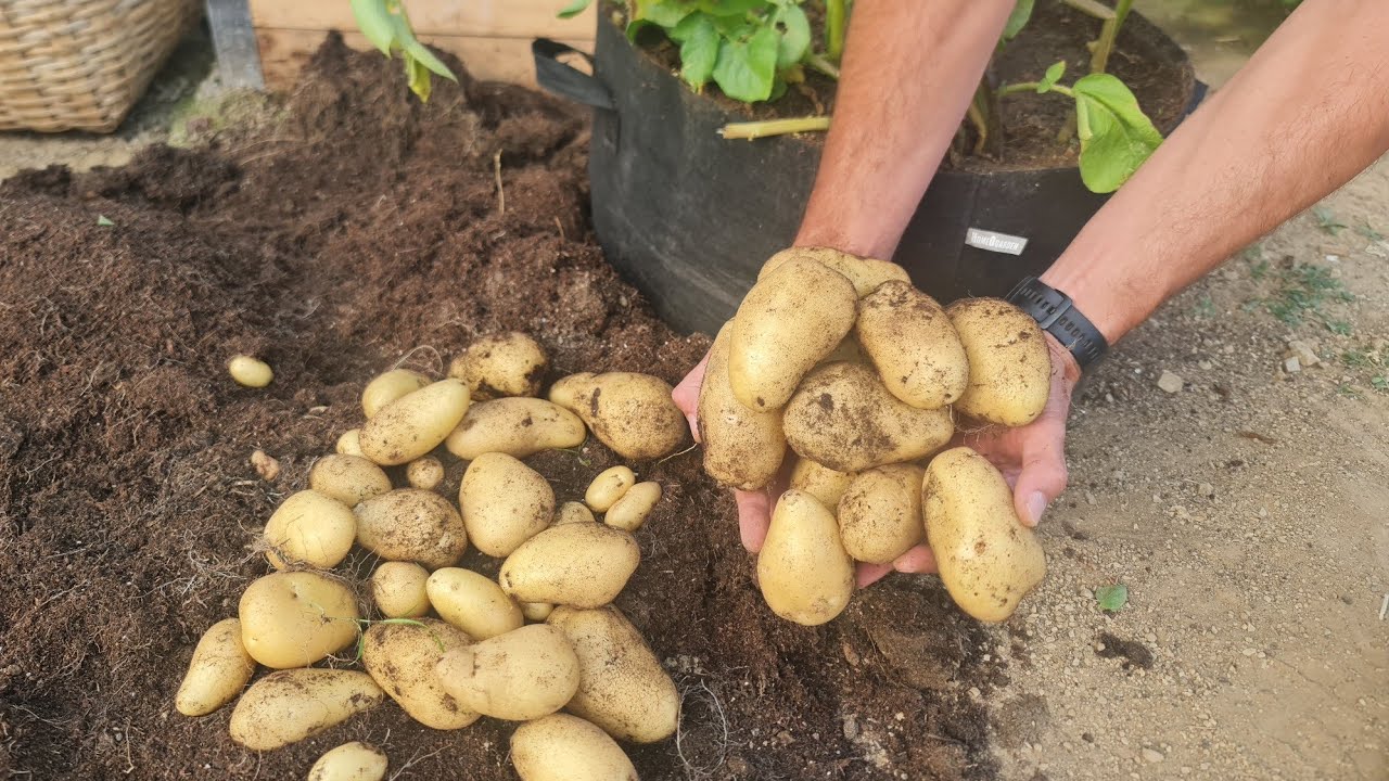 Когда наступает время выращивания раннего картофеля? Вот как мы это делаем для обильного урожая!