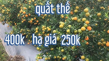 quất thế giá bây giờ tại vườn, giá quất thế tết 2022 ,quat tet,quat canh, quat the