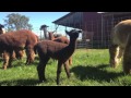 Alpaca Farm Open House - Watertown Daily Times