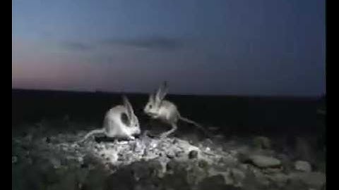 the long-eared jerboa