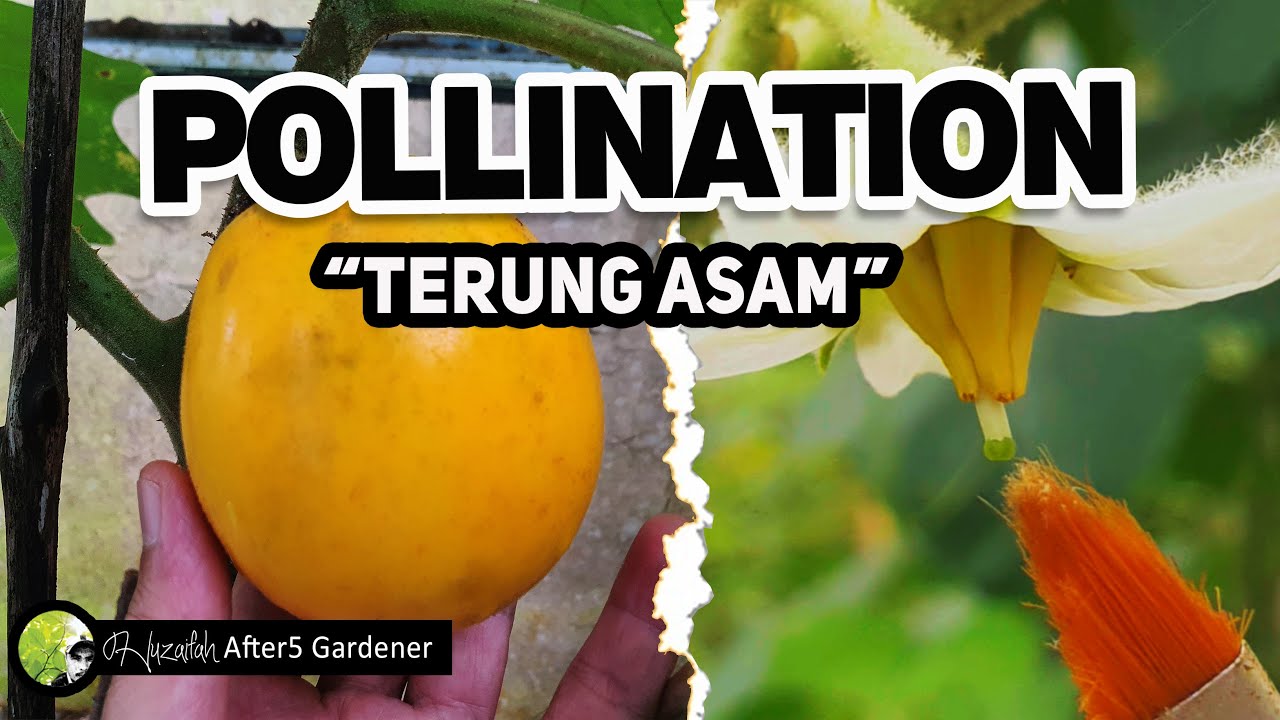 Secrets of Pollination Revealed || TERUNG ASAM