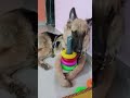 German Shepherd play time- Sheru kadam #germanshepherd #germanshepherdpuppy #playtime #play