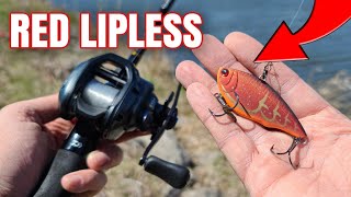 Spring Bank Fishing a Red Lipless Crankbait (RED WORKS!) 