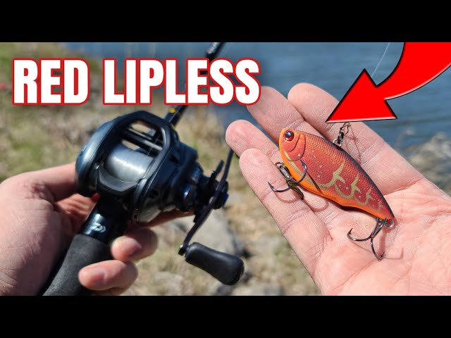 Spring Bank Fishing a Red Lipless Crankbait (RED WORKS!) 